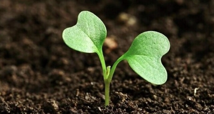 Что и когда сажать на рассаду в феврале 2026 года: Лунный календарь посева для овощей, цветов и ягод