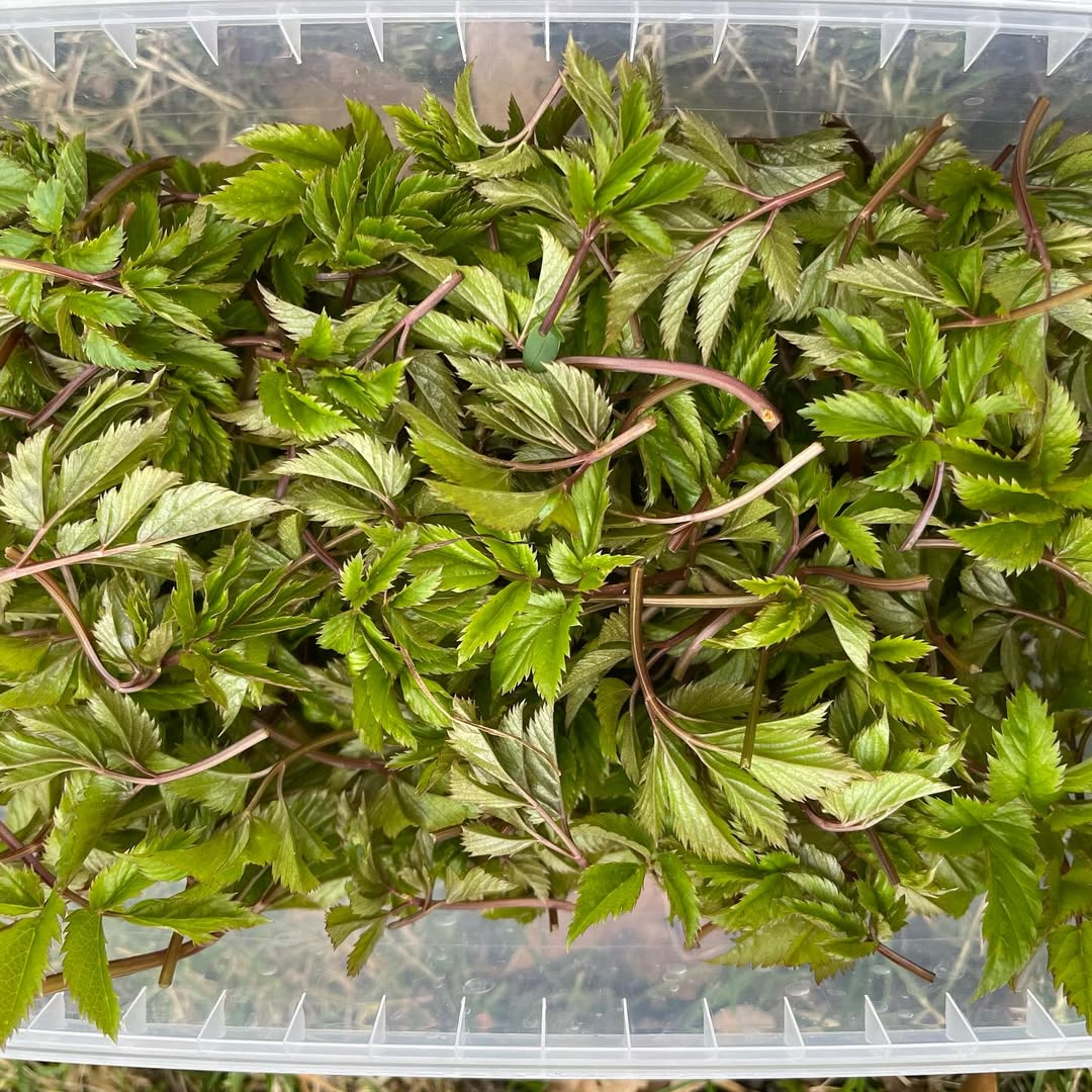 Весенняя молодая сныть