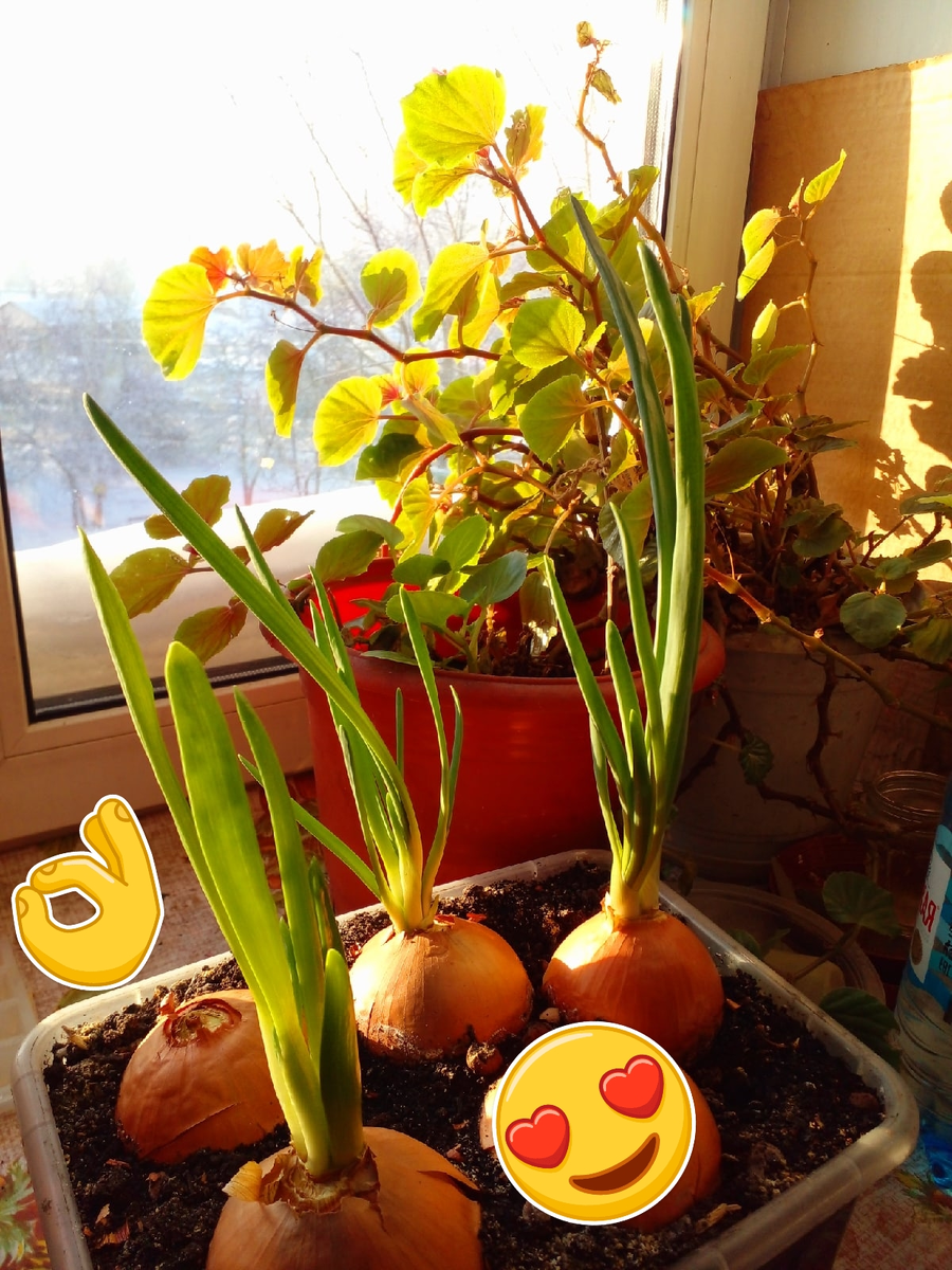 Фото автора. СУГРОБЫ НА КОЗЫРЬКЕ ОКНА, красота такая! А на подоконике ЛЕТО!