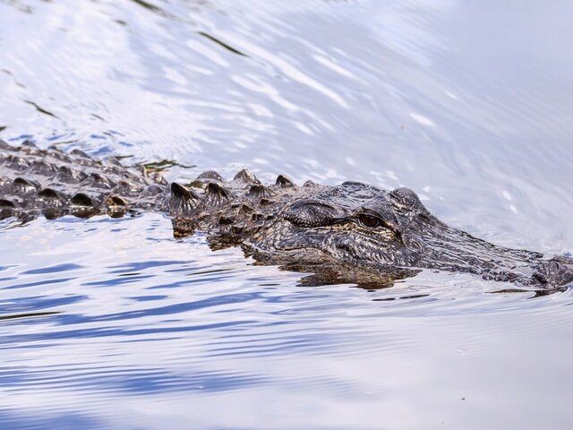    Фото: 123RF.com/steffstarr