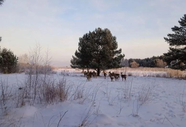 фото: @lenobladminka