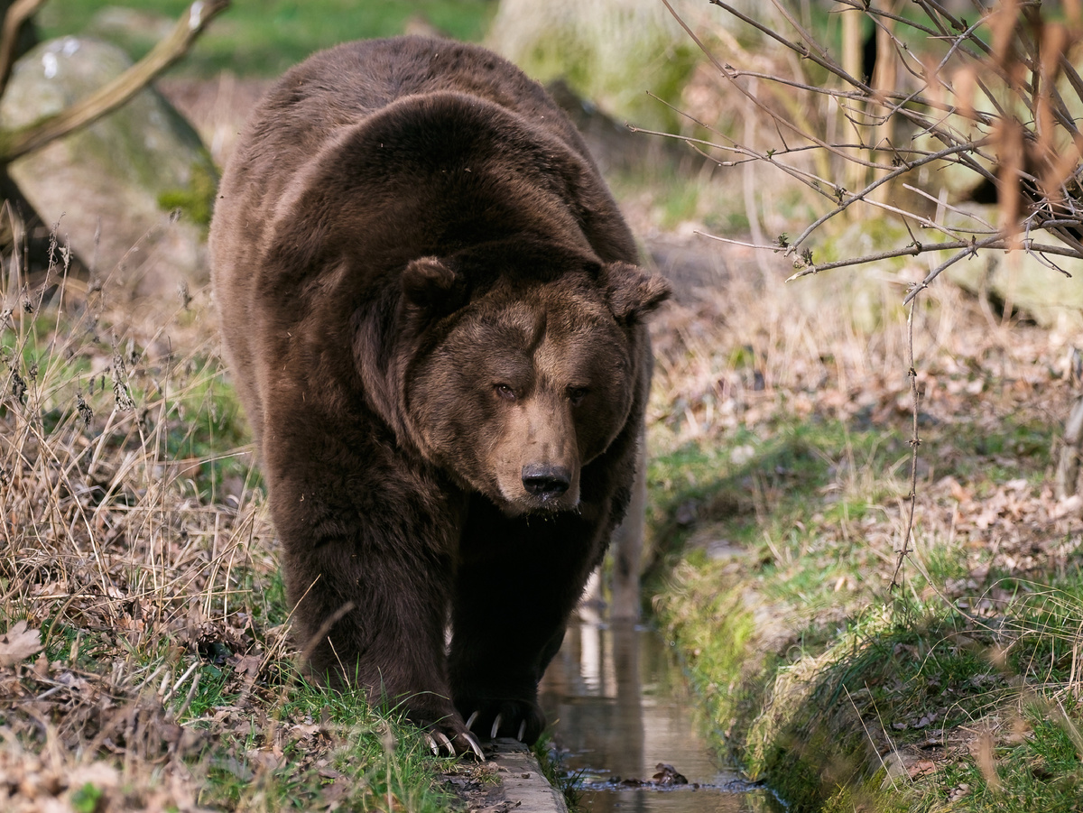 Вернуться к нормальной жизни равносильно выходу на работу после длительных праздников. Вспоминайте радость новогодних каникул и гадость постпраздничных будней! Примерно так же себя чувствует медведь. Фотография: thewaspfactory74, CC BY-NC-SA 2.0