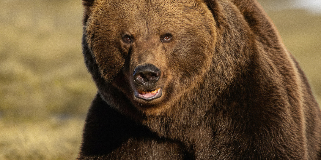 Как медведь просыпается весной, и что ему тяжело даётся после спячки