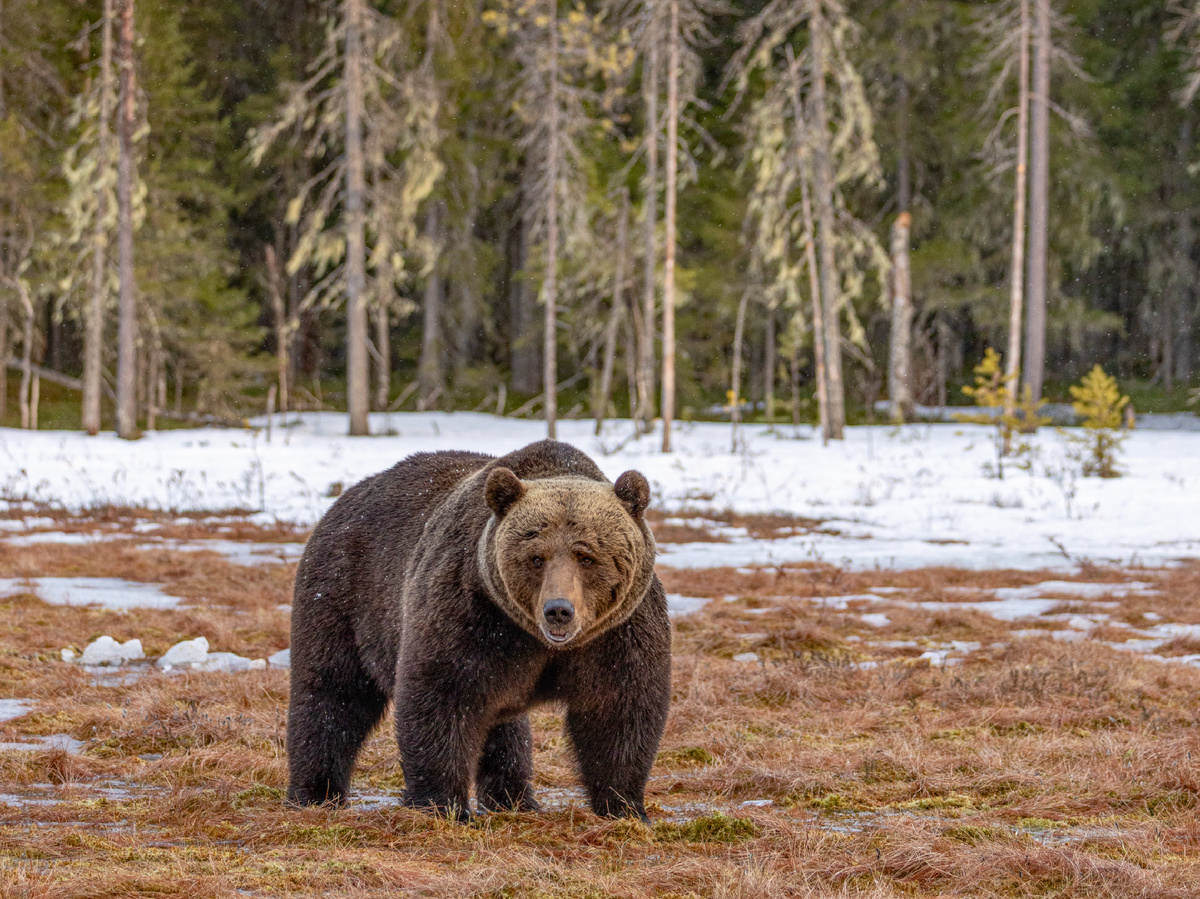 Камчатские бурые и американские гризли даже после спячки выглядят «кабанами». Размеры зависят от времени сна и региона. Фотография: paul_appleton, CC BY-NC 2.0