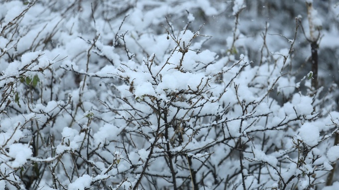 На Алтайский край надвигается резкое потепление до -3 градусов