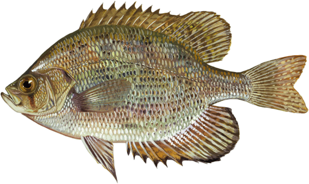 Centrarchus macropterus