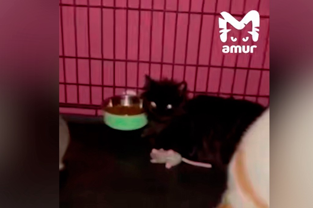    Фото © Telegram / Amur Mash