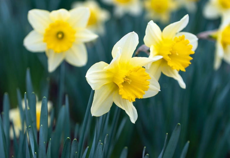 Нарциссы: растение, которое желает возвращаться.