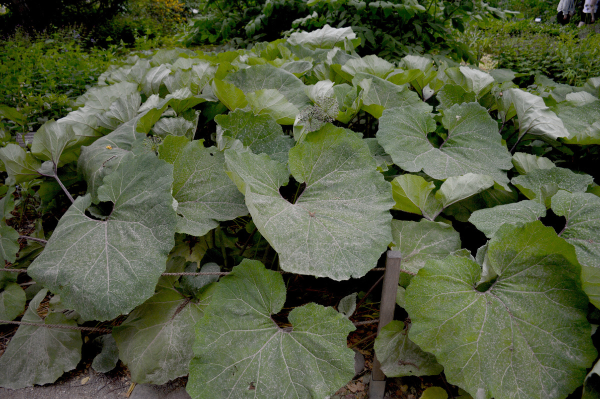 Белокопытник кавказский