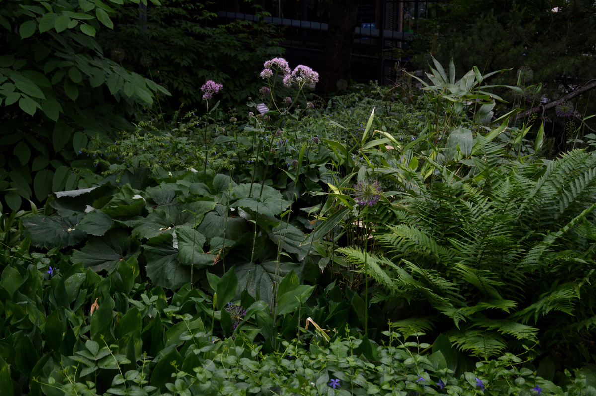 Тенистый уголок. Все фотографии в статье мои и сделаны в "Аптекарском огороде" 5 июня 2025 