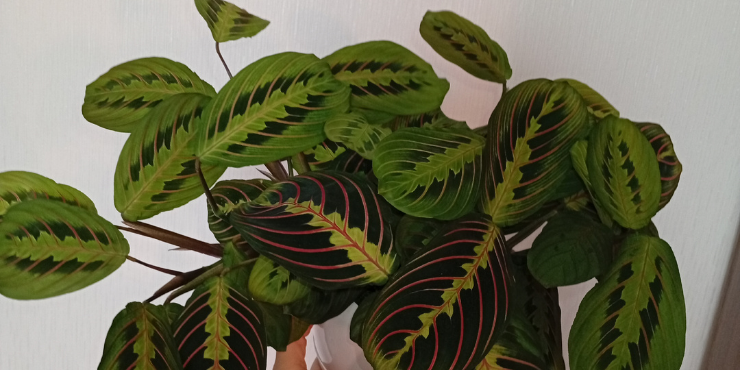 Полгода вместе: что стало с растениями, которых я принесла домой в июле