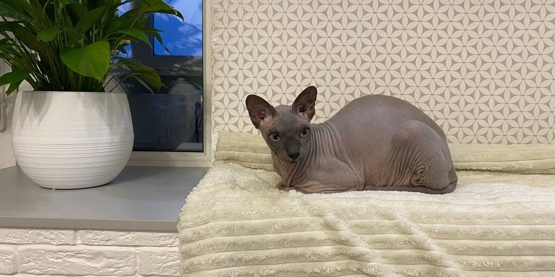 Подарите себе счастье - возьмите кошку из приюта