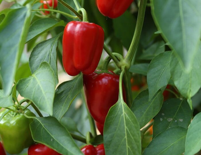 Какие сорта болгарского перца считаются самыми лучшими?