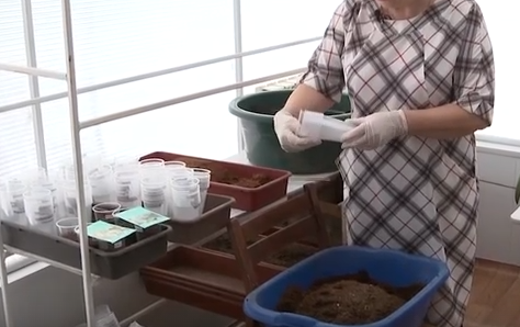     На юге Красноярского края садоводы уже в январе открыли сезон дачных дел