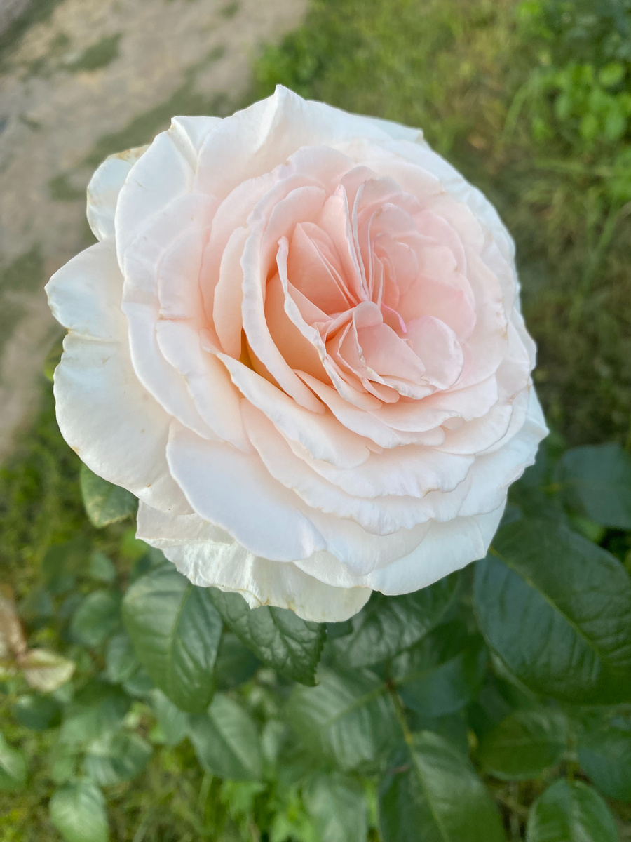 Роза Принц Жардиньер/Александр Пушкин, фото автора