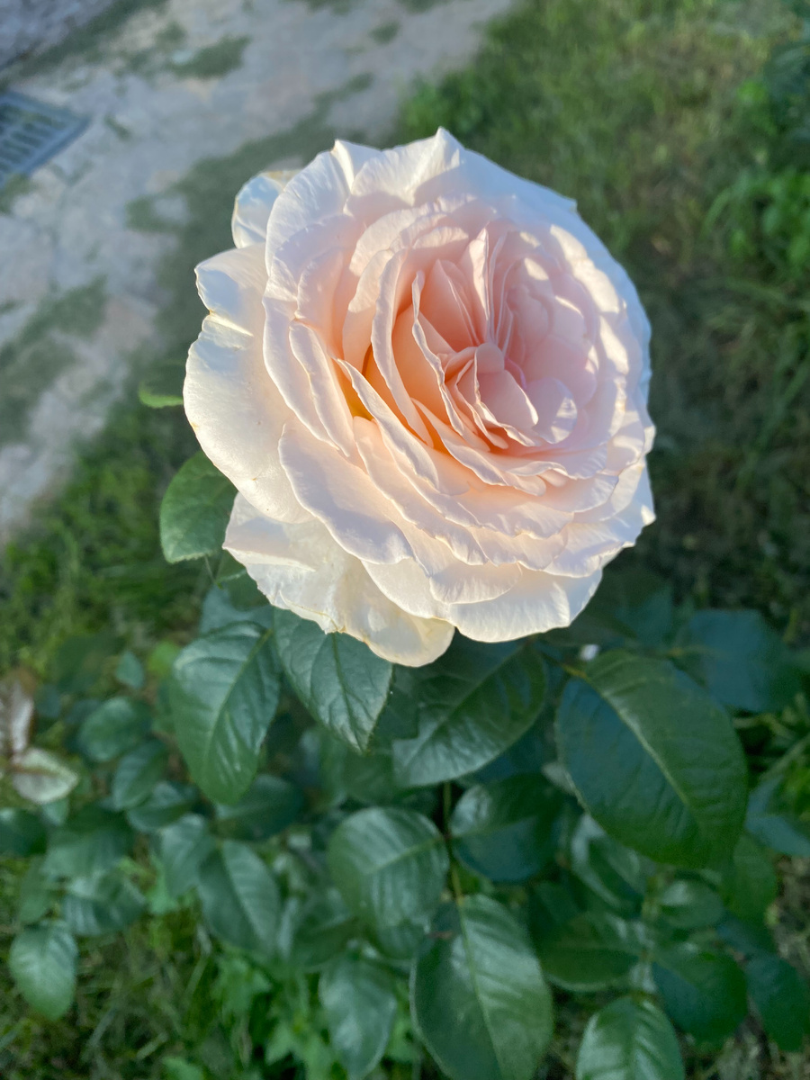 Роза Принц Жардиньер/Александр Пушкин, фото автора