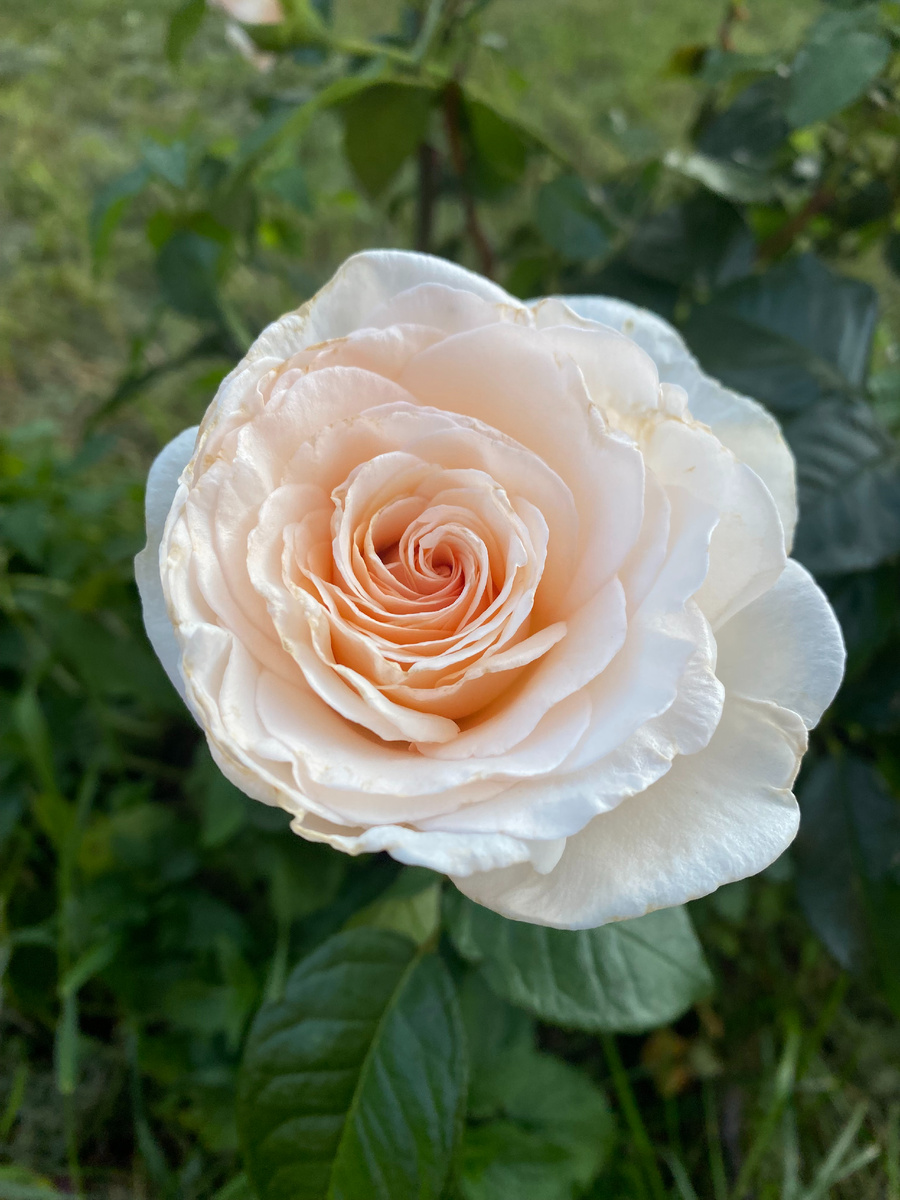 Роза Принц Жардиньер/Александр Пушкин, фото автора