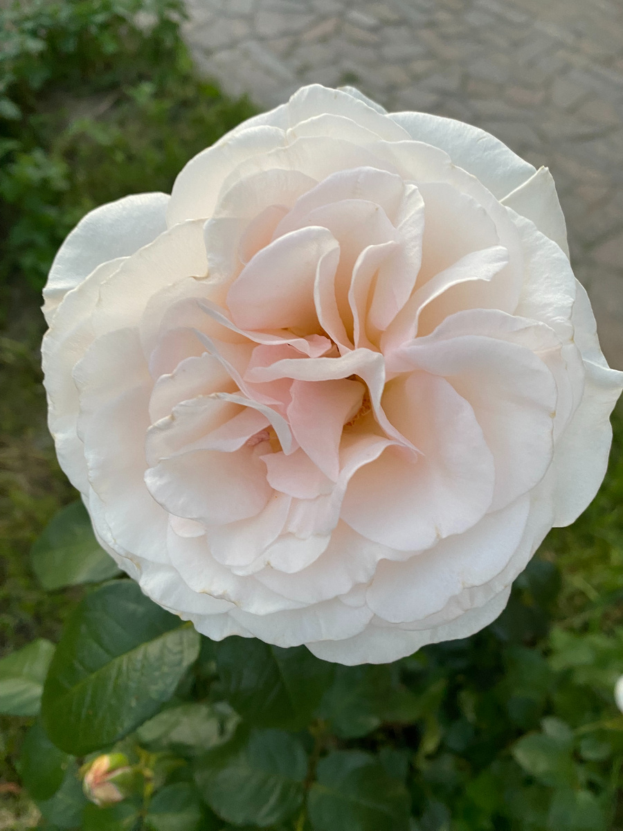 Роза Принц Жардиньер/Александр Пушкин, фото автора