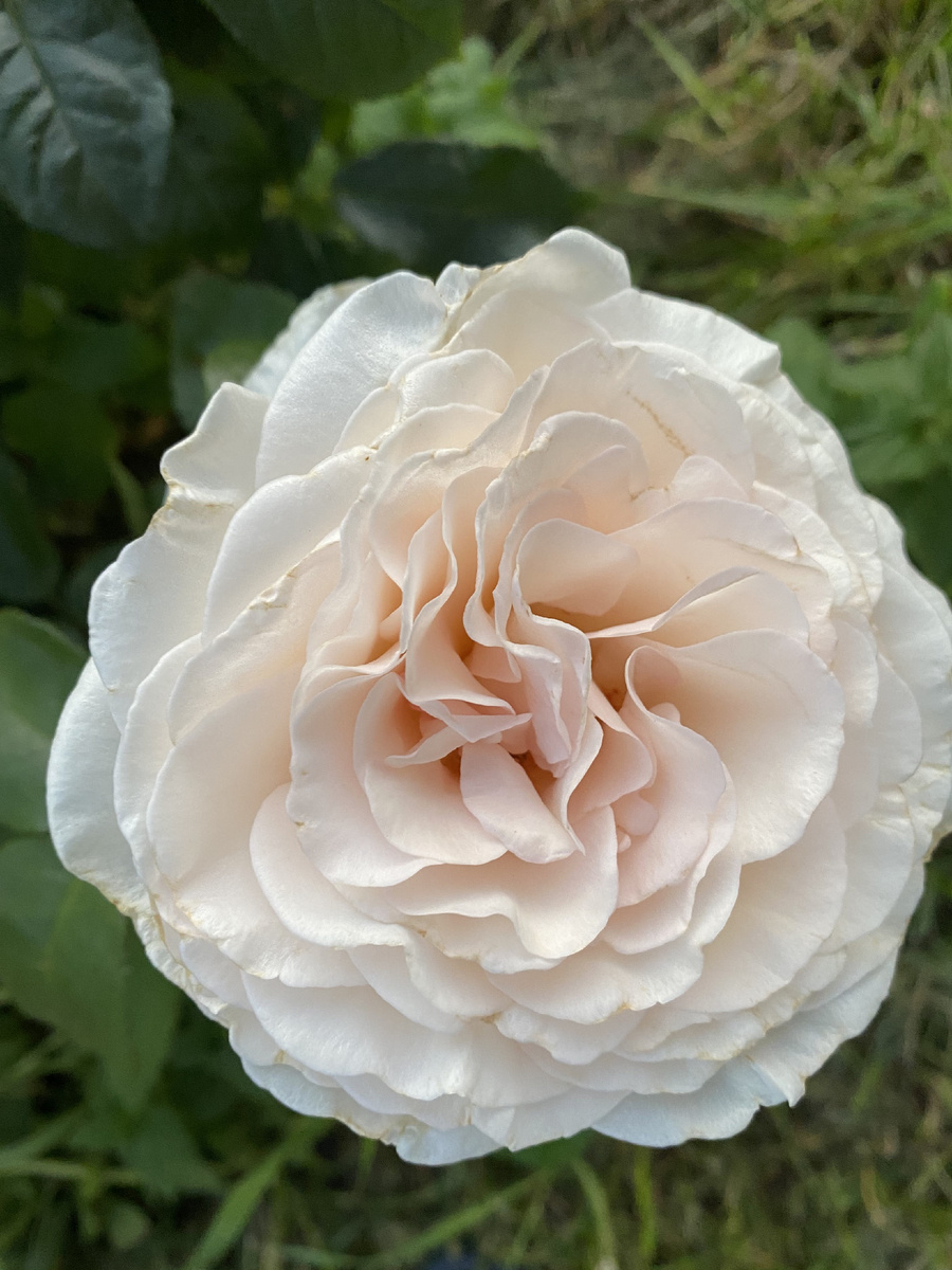 Роза Принц Жардиньер/Александр Пушкин, фото автора