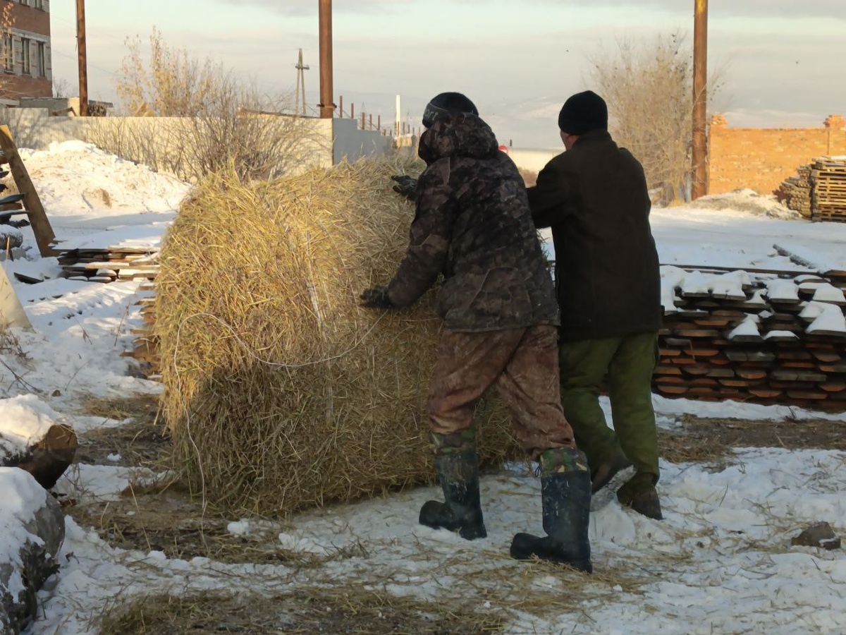 Сотрудники приюта разгружают огромную машину сена. Сено надо переместить в разные части приюта, потом его раскладывают в вольеры и будки для утепления