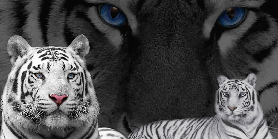 Общий прогноз бацзы на февраль 2026 - месяц Металлического Тигра 🔑🐯