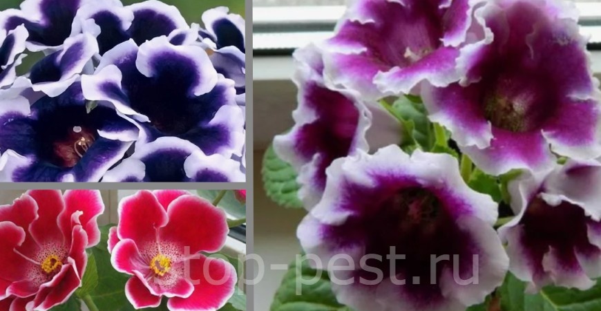 Глоксиния, серия «Аванти», фото сайта https://stop-pest.ru