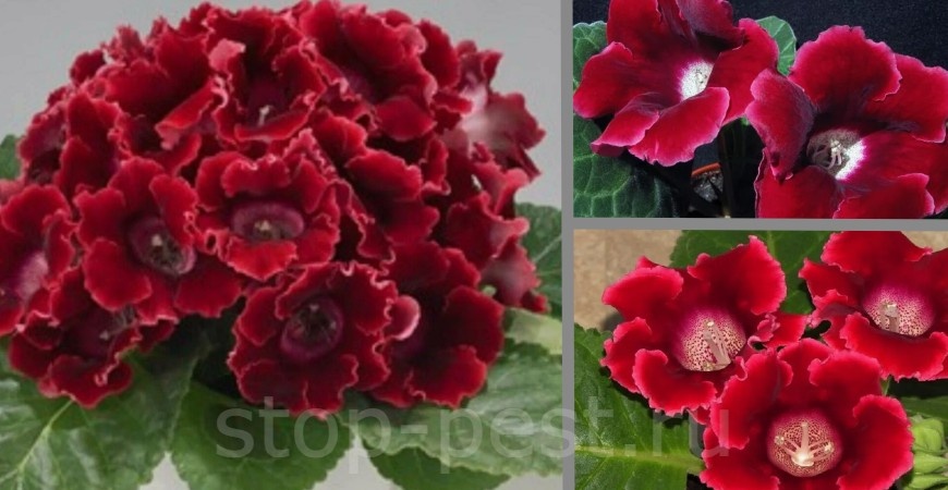 Глоксиния, серия «Дефьянс», фото сайта https://stop-pest.ru