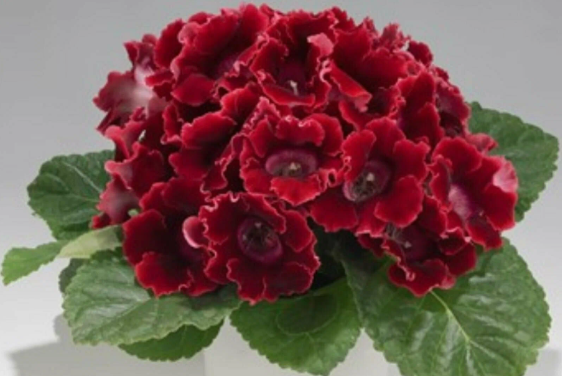 Глоксиния – «бархатная королева» (важное об уходе: освещение, полив, подкормки, симптомы поражения и пр.)