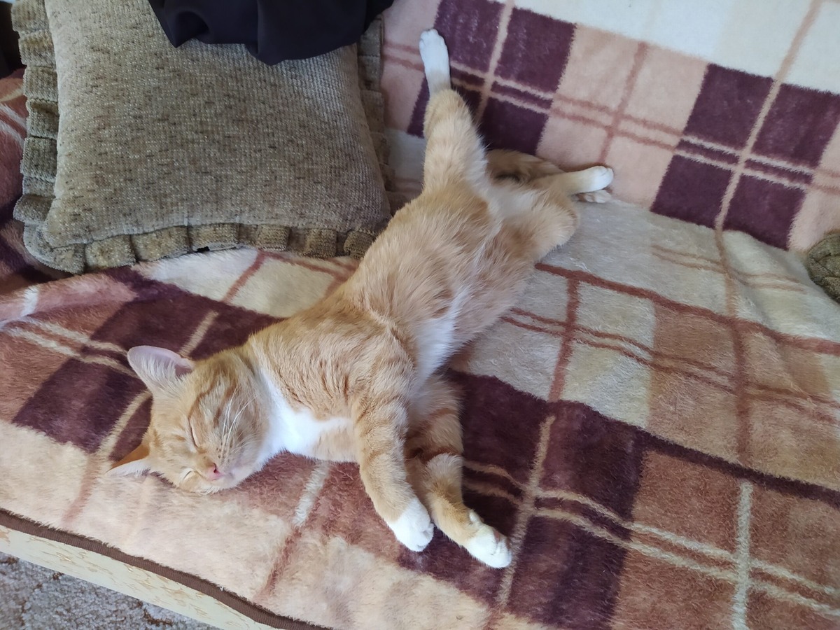 Это не наш кот, а соседский. Но он ведет себя по хозяйски