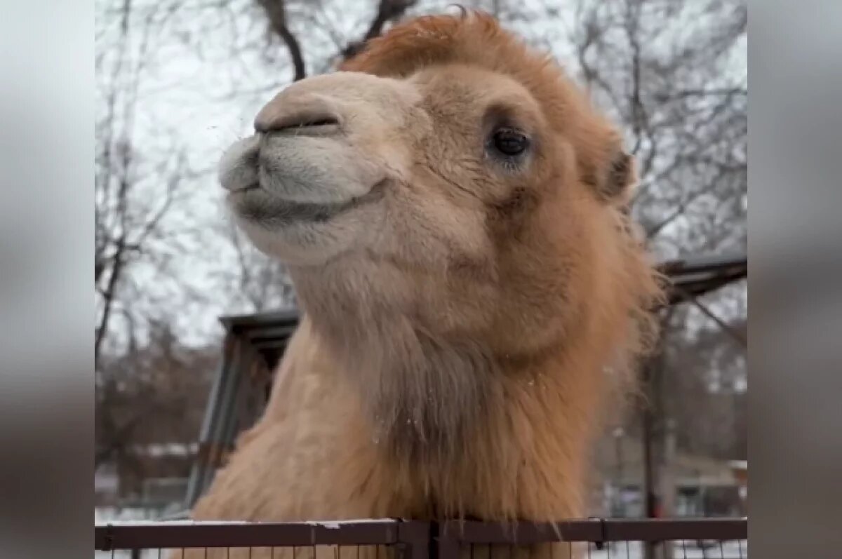    Воронежцам показали, как обитатели зоопарка имени Попова переживают холода