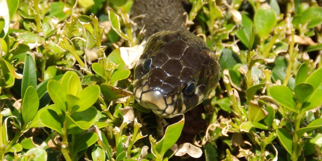 Какие растения посадить на даче, чтобы отпугнуть змей на участке, и как прогнать неприятных гостей
