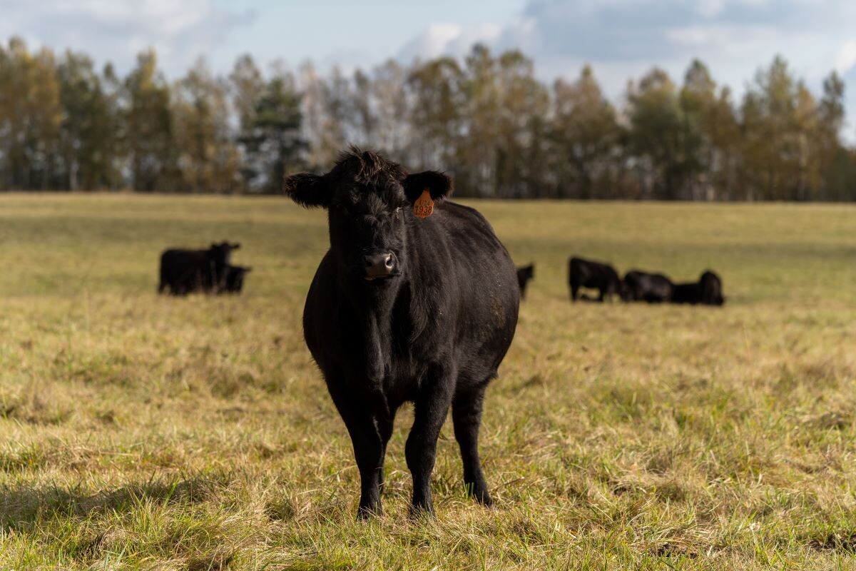 Российские быки - самые брутальные. Фото: Александр Плонский / "ВиЖ"