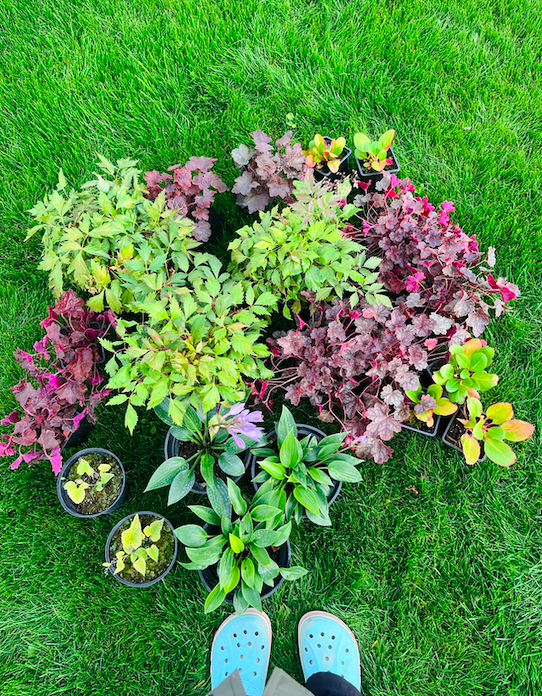 Теневыносливые растения 