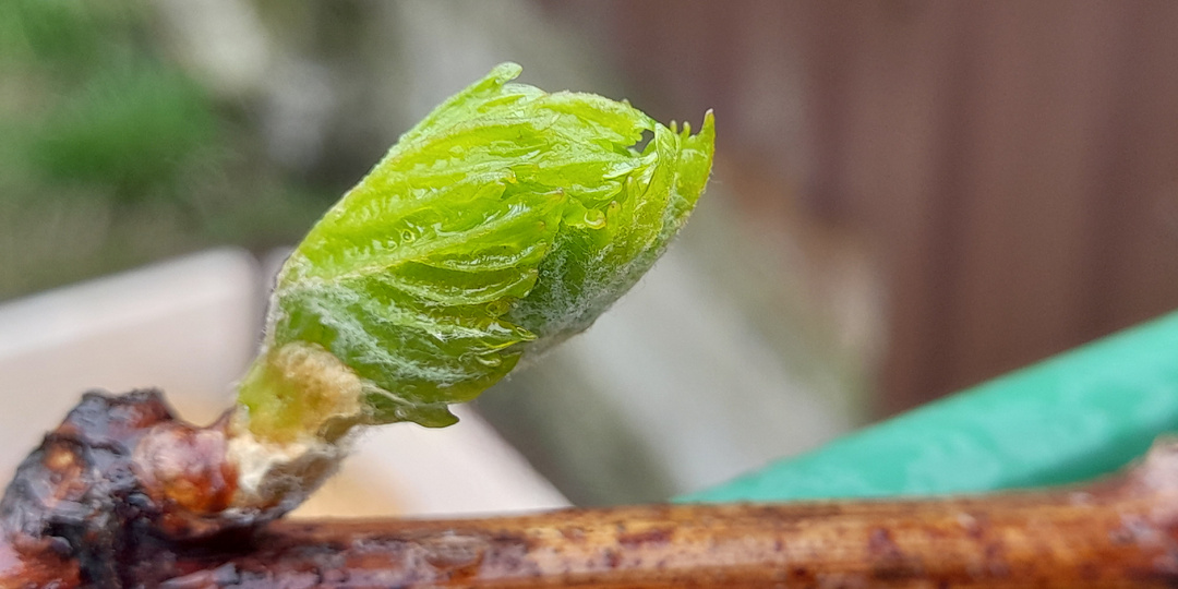 Первая весенняя подкормка винограда: Когда, как и чем подкормить лозу для обильного урожая