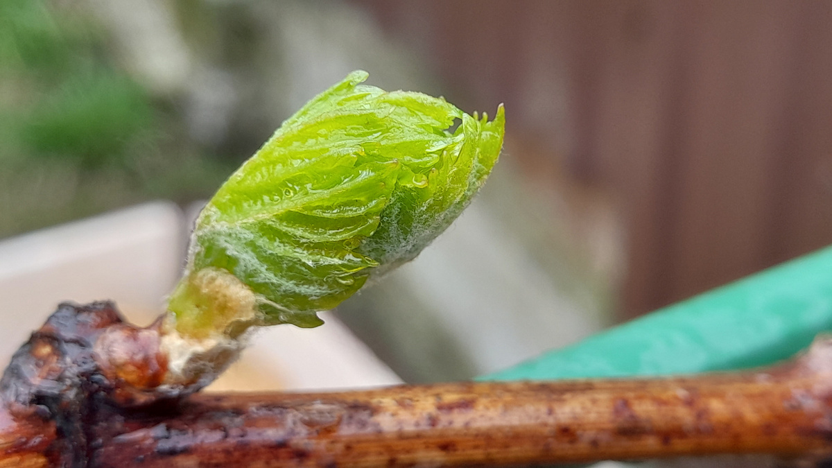 Первая весенняя подкормка винограда: Когда, как и чем подкормить лозу для обильного урожая. Фото автора