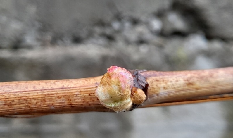 Первая весенняя подкормка винограда: Когда, как и чем подкормить лозу для обильного урожая. Фото автора