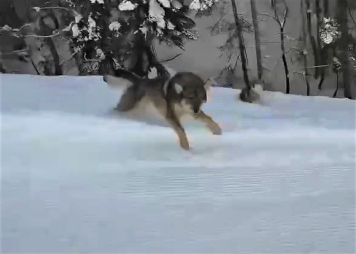     / Источник: Кадр из видео