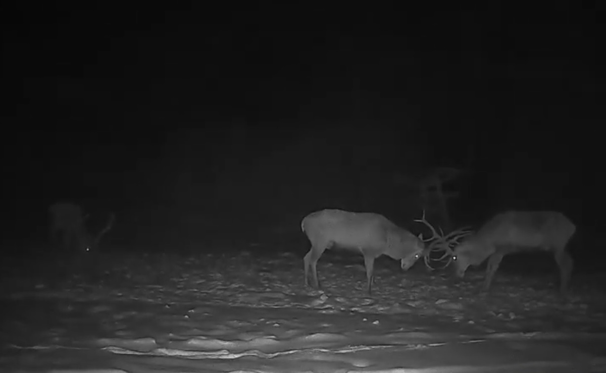    Лесной банкет: видео с подкормочной площадки под Бобруйском