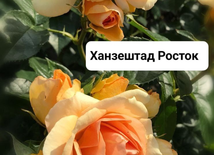 Роза Ханзештад Росток.