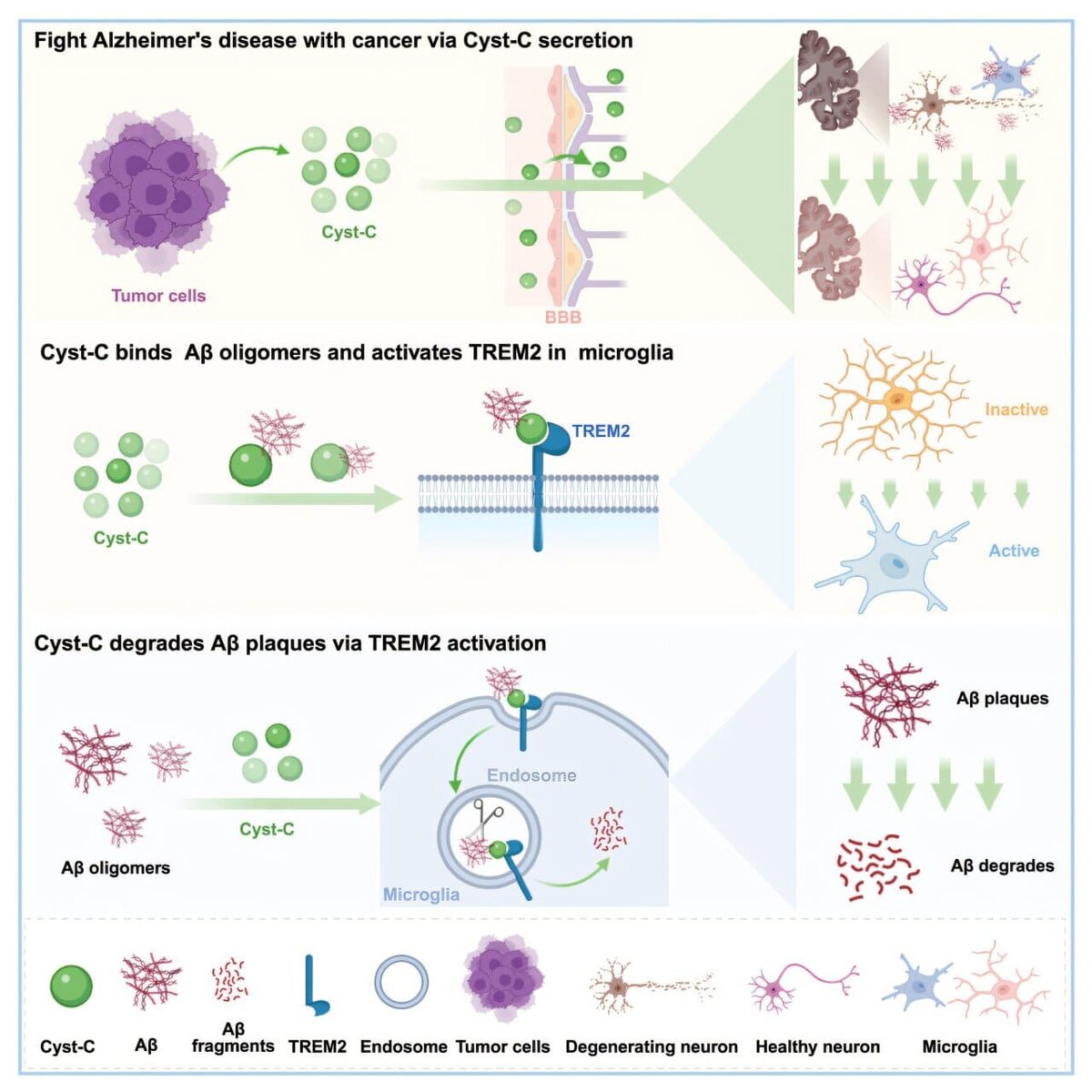    Графический абстракт статьи / Xinyan Li et al. / © Cell (2026). DOI: 10.1016/j.cell.2025.12.020