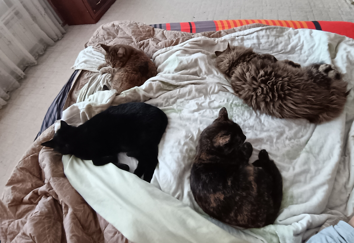 Все Лапульки у меня!