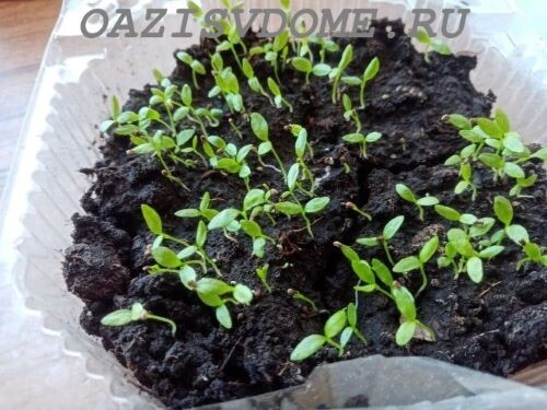 Всходы черешковго сельдерея 