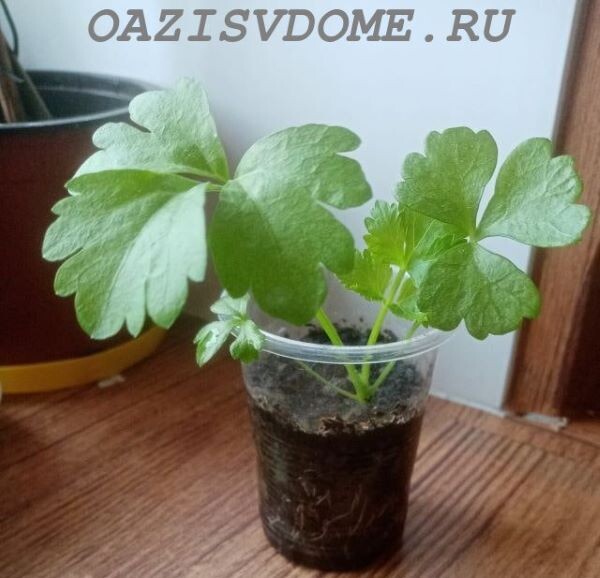 Укоренишаяся и подросшая после пикировки рассада сельедея 