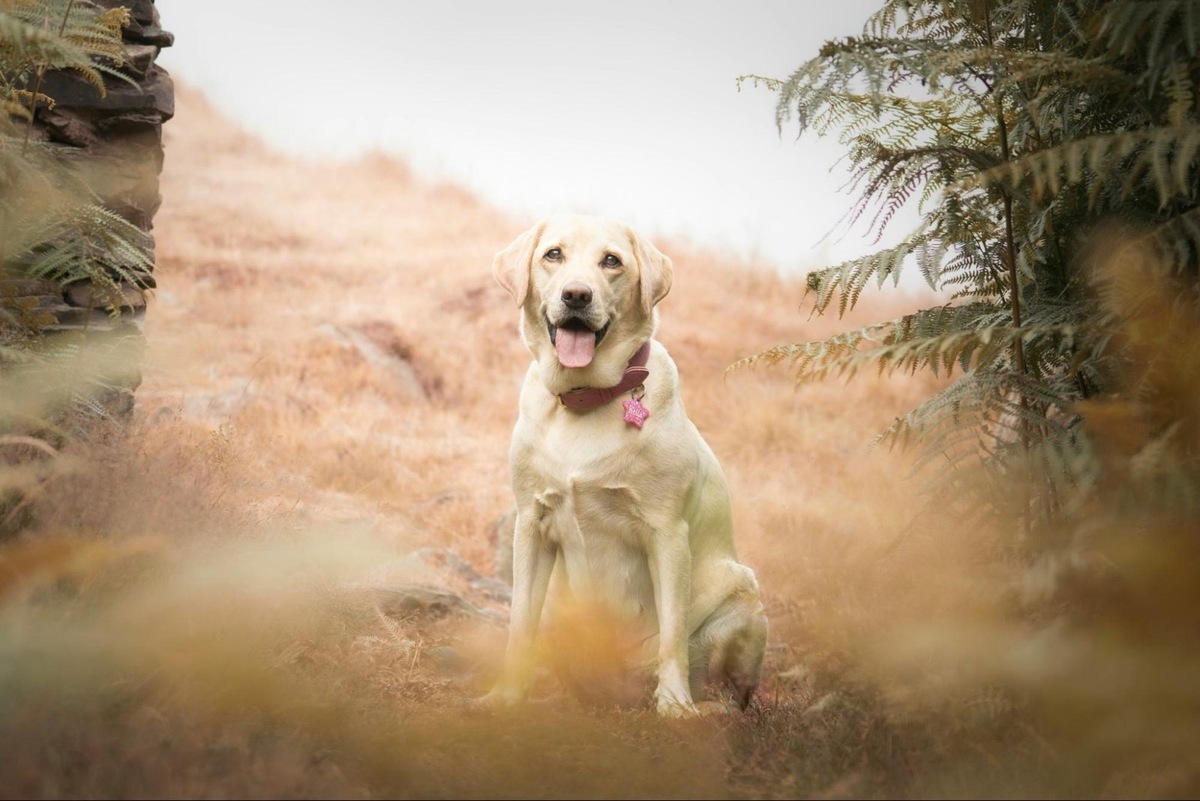    Отработку навыка важно проводить в разных местах, чтобы собака умела не отвлекаться на раздражители