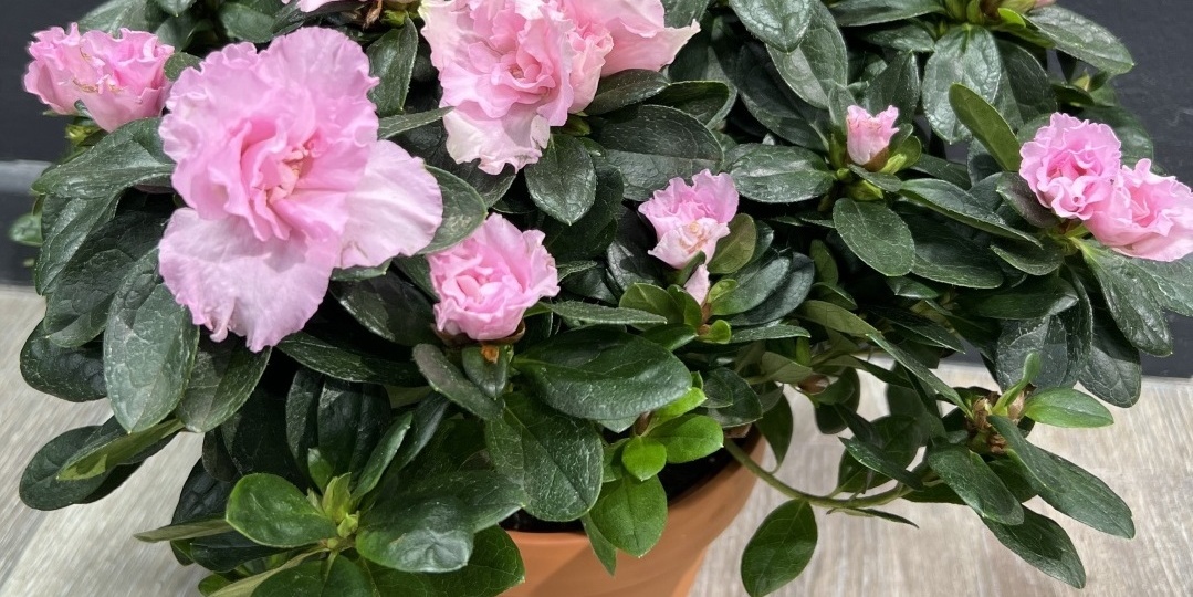 У азалии опадают листья? Причины. Как это исправить.