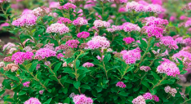 Спирея "Little Princess"