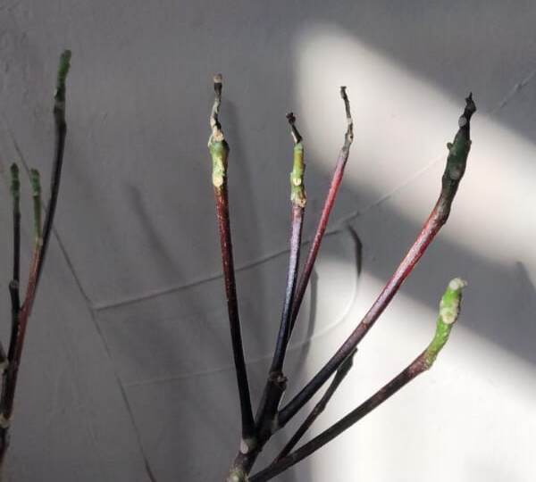 3 основные причины опадания листьев кротона. Способы решения этой проблемы.