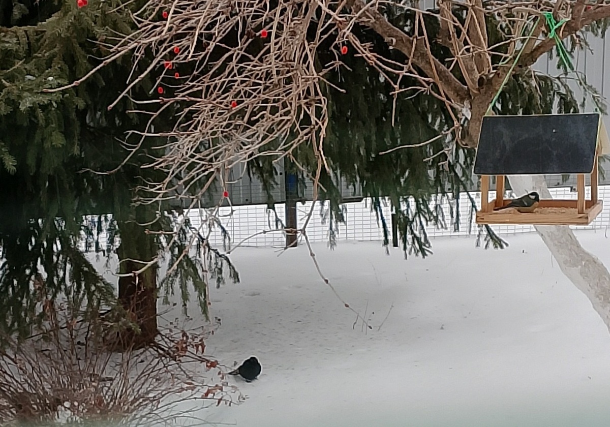Синичка на крмушке, а незнакомка под ёлкой🐦