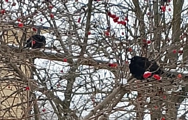 Как колобки с острыми прямыми клювами