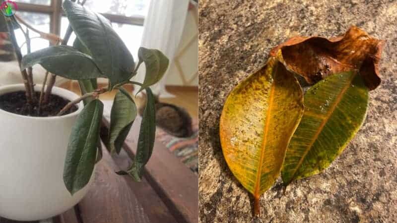 Почему фикус каучуконосный погибает? Причины и решения